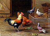 Chickens, Pigeons and a Dove